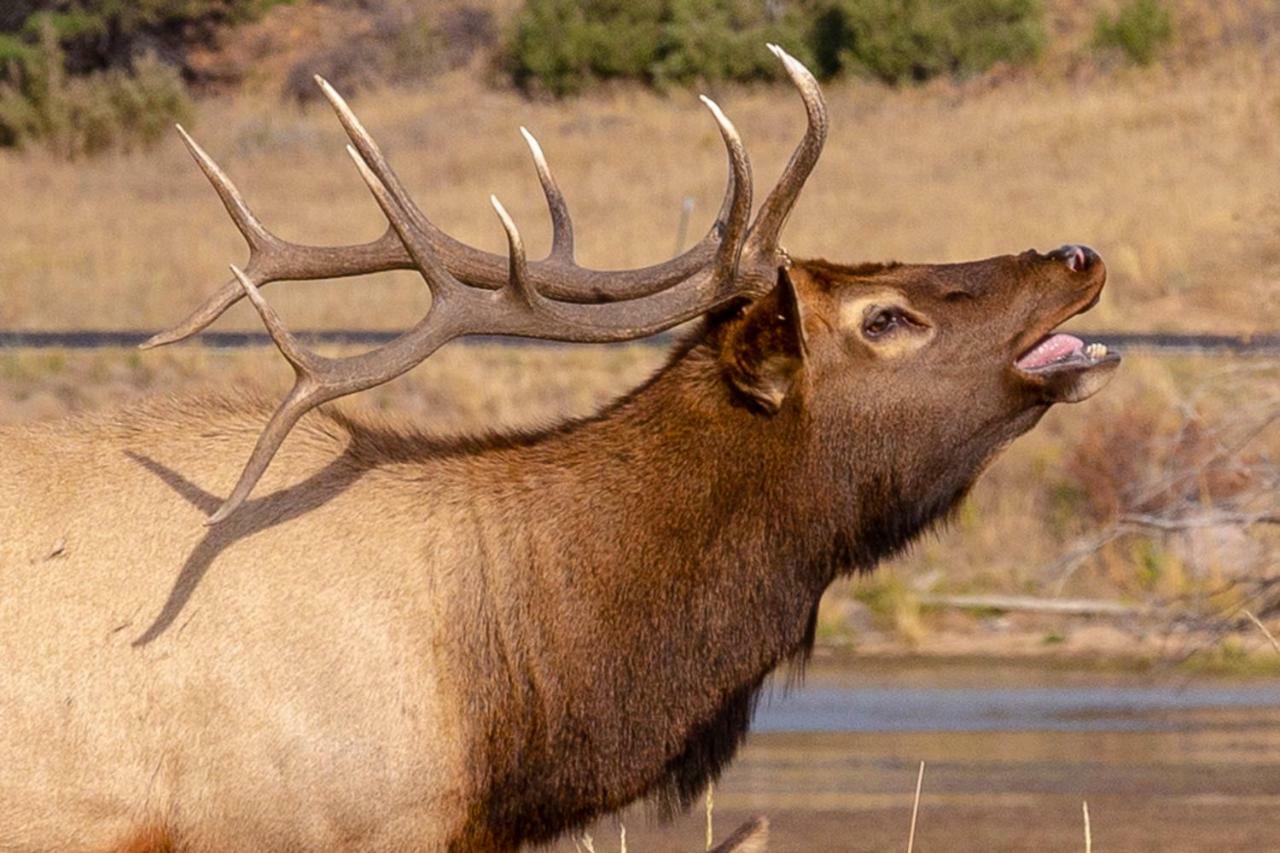 فيلا Great Outdoors - Permit #3428 استيس بارك المظهر الخارجي الصورة